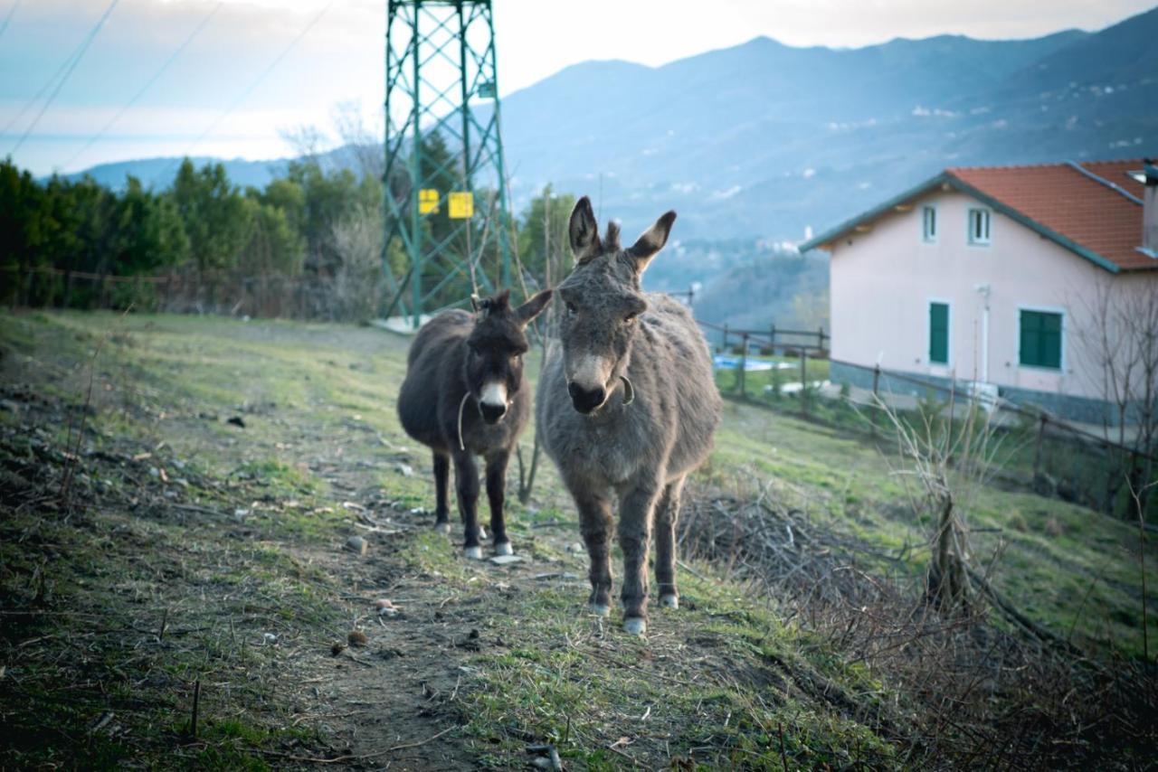 Agriturismo Terra E Cielo Serra Rocco Buitenkant foto